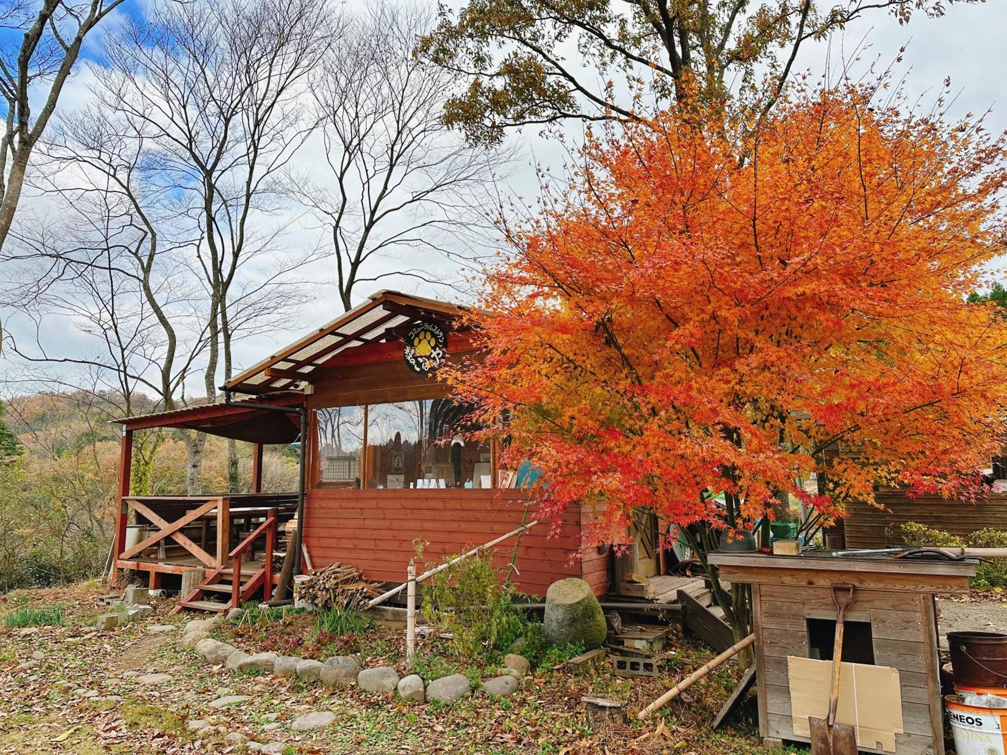 Kurihai *